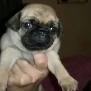 Meet your Posher, Robin